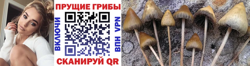 Купить  Мещовск  Галлюциногенные грибы MAGIC MUSHROOMS 